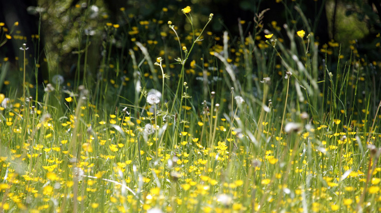 Natural Allergy Remedies