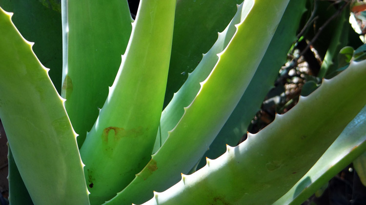 Natural Weight Loss Remedies